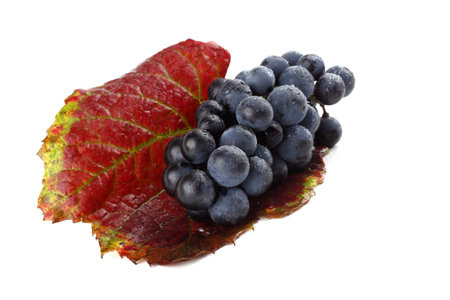 Grape on autumn leafの写真素材