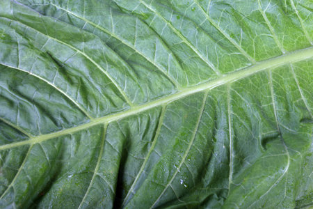 Tobacco leaf background