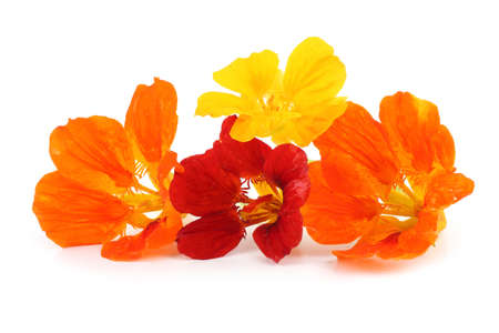 Nasturtiums isolated on whiteの写真素材