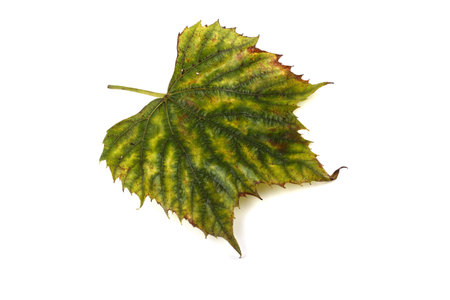 Autumn grape leaf on white background