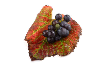 Black grape on autumn leaf. Wine grape variety for red wineの写真素材