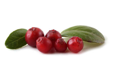 Cowberry on white backgroundの写真素材