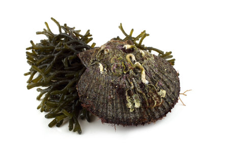 Scallop on alga. Fresh sea food