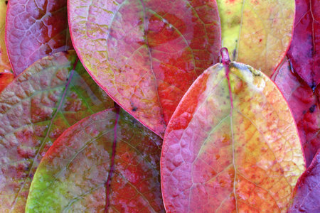 Autumn blueberry leaves