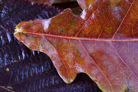 Autumn leaves. Macro
