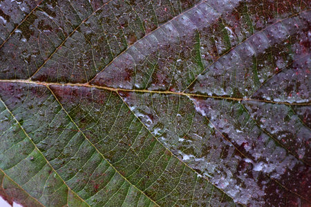 Blackberry autumn leaf