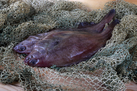 Flounder on net