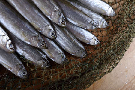 Smelt fishes on net. Catchの写真素材