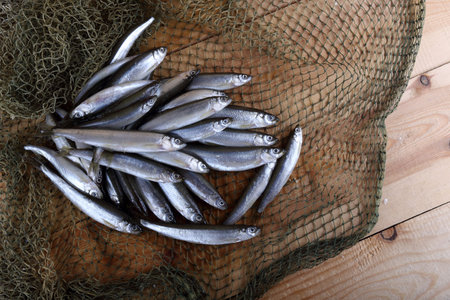 Smelt fishes on net. Catch