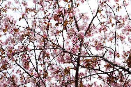 Apricot Blossom flower close up