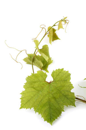 Grape branch isolated on whiteの写真素材