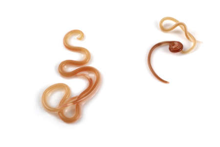 Fish helminth isolated on whiteの写真素材