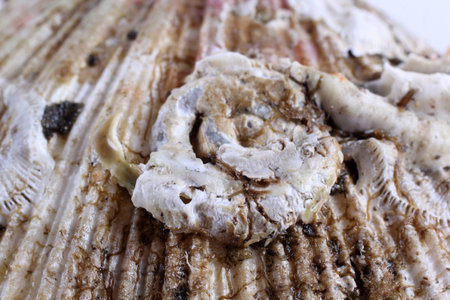 Scallop background. Fresh sea food. Macro