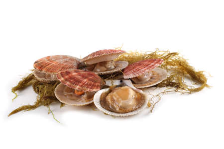 Scallops and alga isolated on whiteの写真素材