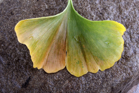 Autumn ginkgo leaf on stone