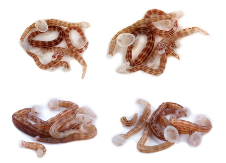 Leech isolated on white. This leech drinks fish blood