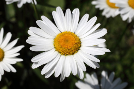 Growing white chamomiles in garden