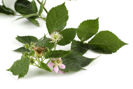 Blackberry branch with buds and flowersの写真素材