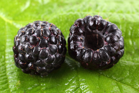 Black raspberry on green leaf