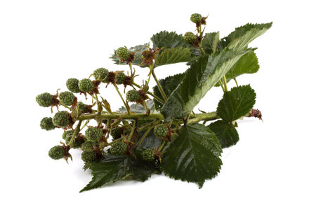 Unripe blackberries branch isolated on white