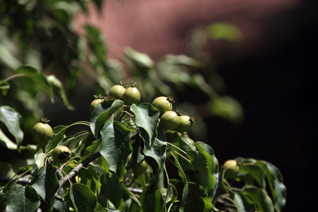 Wild little pears on treeの写真素材