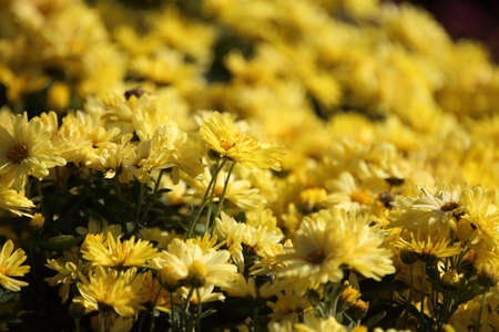 Yellow chrysanthemums blossom. Autumn flowersの写真素材