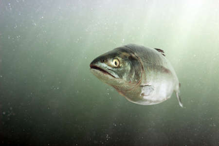 Chum salmon in the sea. Underwater viewの写真素材