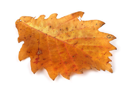 Orange autumn oak leaf isolated onw hite