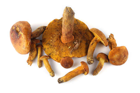 Boletus ferrugineus (Xerocomus spadiceus) mushroom. Delicacyの写真素材