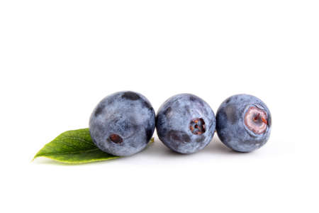 Three blueberries and leafの写真素材