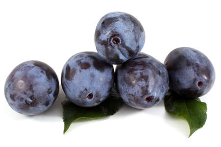 Blue plums on leavesの写真素材