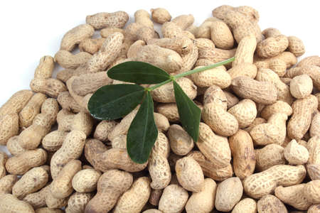 Peanuts  isolated on whiteの写真素材
