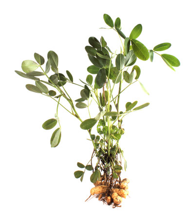 Peanut plant