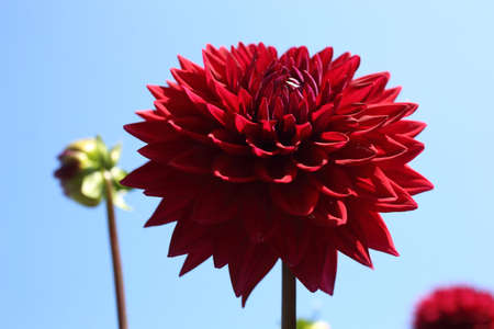 Red dahlia and blue skyの写真素材