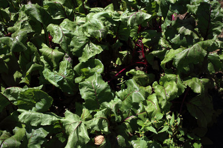 Growing beet plant. Agricultural background