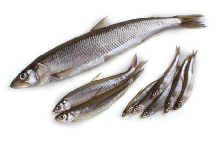 Smelt fishes. Big, middle and little Pacific smelt varietiesの写真素材