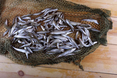 Smelt fishes on net (Pacific little smelt)の写真素材