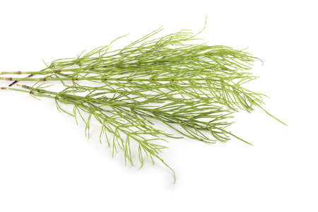 Horsetail isolated on whiteの写真素材