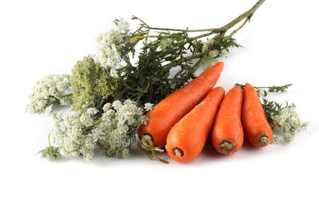 Carrots and flowers on white backgroundの写真素材