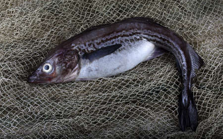 Alaska pollock on netの写真素材