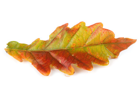 Autumn oak leaf