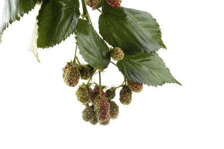 Unripe blackberries cluster