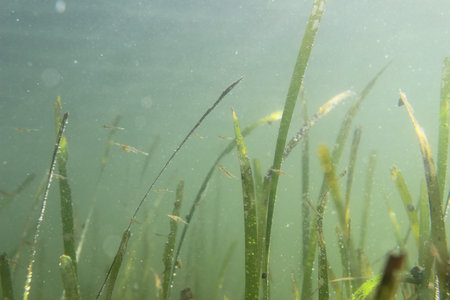 Seagrass and little shrimps ((Pandalus latirostris)). Underwater background