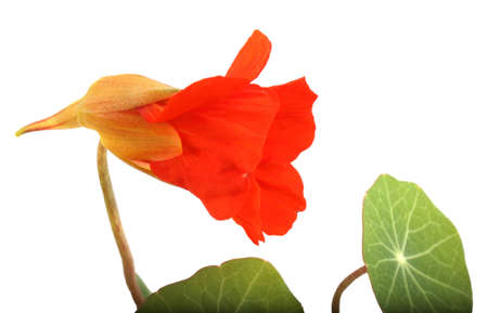 Nasturtium isolated on white. Growing flowerの写真素材