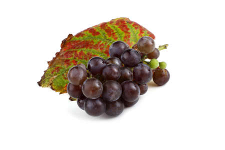 Black wine grape on autumn leafの写真素材
