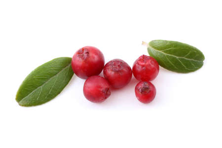 Cowberry and leaves isolated on white. Northern berryの写真素材