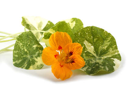 Nasturtium flowerの写真素材