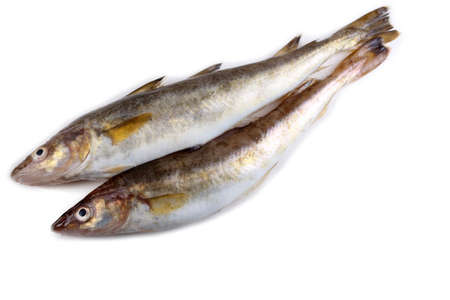 Safron cod fishの写真素材