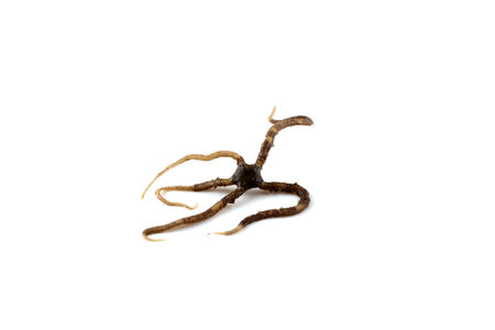 Ophiuroidea. Amphipholis kochii