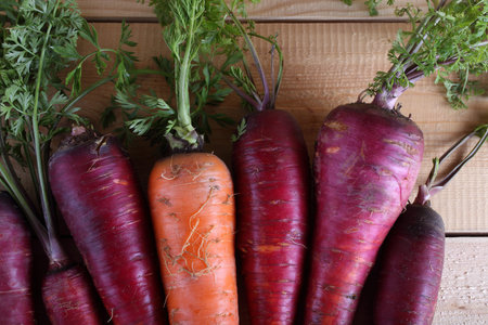 Carrots on table. Autumn harvestの写真素材